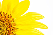 yellow sunflower in white light 
