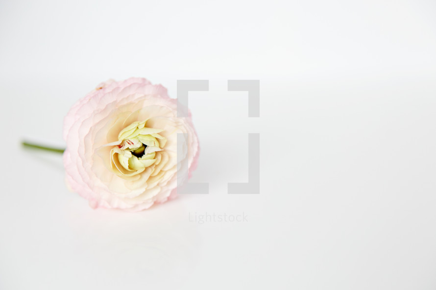 single pink flower 