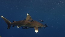 White tip Shark swimming in the blue in the Red Sea in egypt
