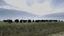Cows, cattle grazing in green grass pasture on a farm with distant storm and rain clouds in slow motion.