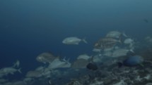Maldives jackfish 202111