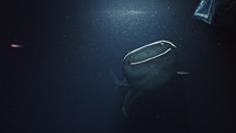Whale Shark at Night feeding in the light of the boat - Southern of the Maldives