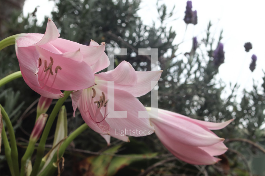 pink lilies 