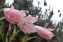 pink lilies 