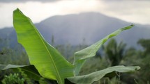 banana leaf and mountain 