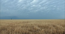 Storm clouds from approaching thunderstorm in farmland grass, wheat field, pasture in summer evening.