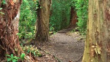 jungle path with large trees and vines.