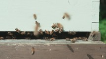 Honey bees flying around a wooden bee hive, beekeeping video