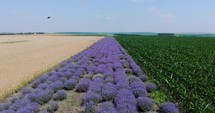Wheat, Lavender, And Corn Crops Growing In Colorful Field In Spring. drone pullback