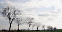 Static Shot of Row Of Bare Trees Along Country Road In Romania On A Sunny Day.