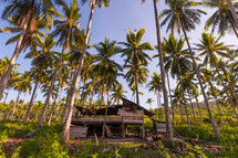 shack and palm trees 