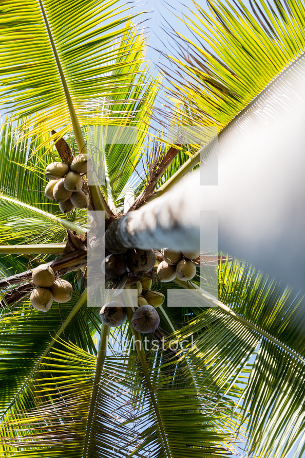 looking up to the top of a coconut palm 