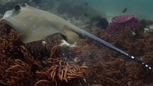 Stingray and Brown Ray in the Komodo archipelago in Indonesia