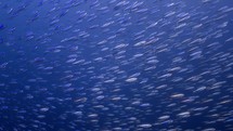 Huge Shoal of fish passing over the camera were filmed underwater in the North of the Maldivian Archipelago.