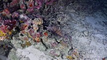 This lionfish was filmed underwater in the North of the Maldivian Archipelago.