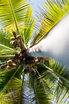 looking up to the top of a coconut palm 