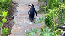 Two penguins walking down the stairs Water's Edge South Africa 