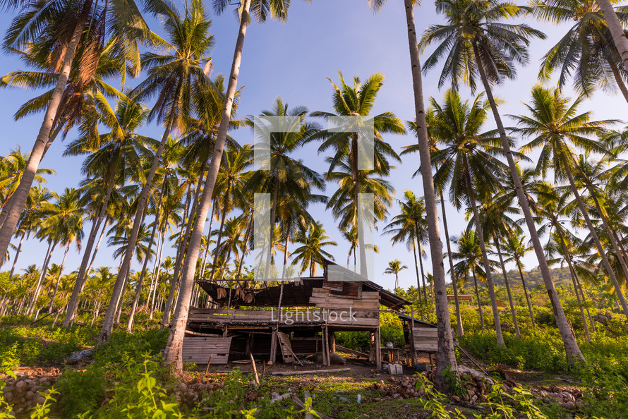 shack and palm trees 