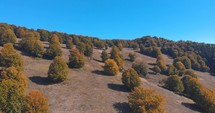 Autumn Trees Growing On Mountain Slope Near Camping Area On A Sunny Day. - aerial