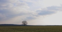 Wide static Shot Countryside Landscape With A Lonely Tree In A Field With Green Grass Under Cloudy Sky.