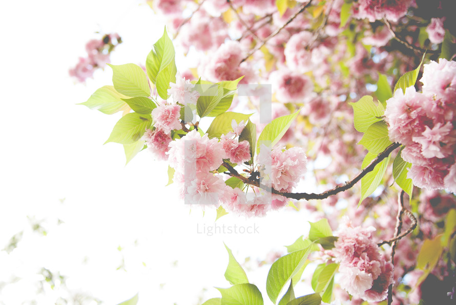 Pink Spring Tree Blossoms on white background.