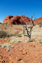 tree in the Outback 