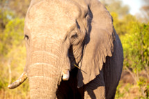elephant in Africa 