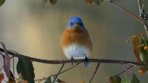 Springtime Birds Eastern Bluebird Wildlife Birding 4K Nature