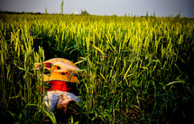 man sleeping in a wheat field