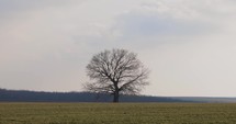 Static Shot of Lonely Bare Tree In The Middle Of A Meadow Field Against Cloudy Sky.