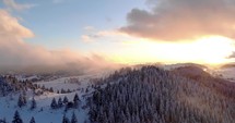 Aerial Drone Shot of Spruce Tree Forest With Dramatic Sunset during Winter. 