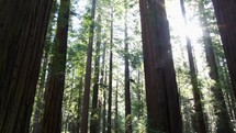 Aerial drone cinematic Avenue of the Giants Redwood Forest in Humboldt Eureka California 