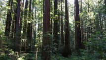 Aerial drone cinematic Avenue of the Giants Redwood Forest in Humboldt Eureka California 
