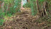 Tropical Rainforest path made of roots and vines