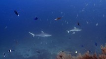 These black tipped sharks were filmed underwater in the North of the Maldivian Archipelago.