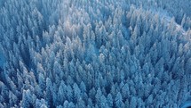 Coniferous Forest On Mountainous Landscape Densely Covered With Snow During Winter.