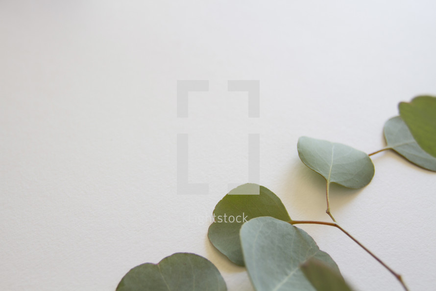 eucalyptus leaves on a white background 