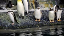 Two King Penguins Diving into the Water Around Gentoo Penguins

