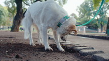 Playful cream-colored dog of mixed breed digging a hole in the public park and searching for something in the ground, being on a leash during walk with owner
