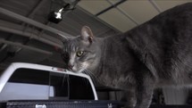 Domestic cat on back of pickup truck