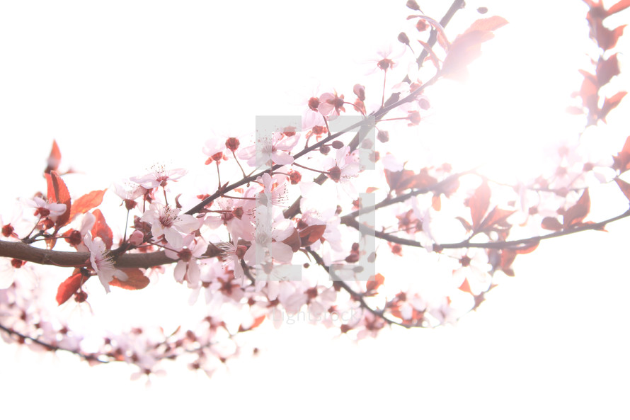 spring blossoms on a branch 