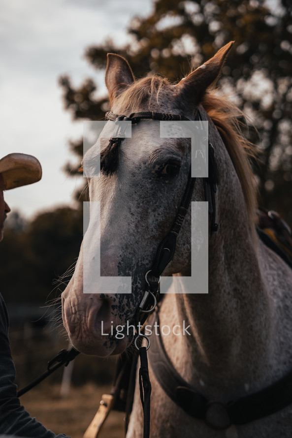 Western horse, white stallion wearing a bridle