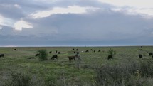 Herd of cows grazing in farmland grass in pasture with distant thunderstorm in cinematic slow motion.