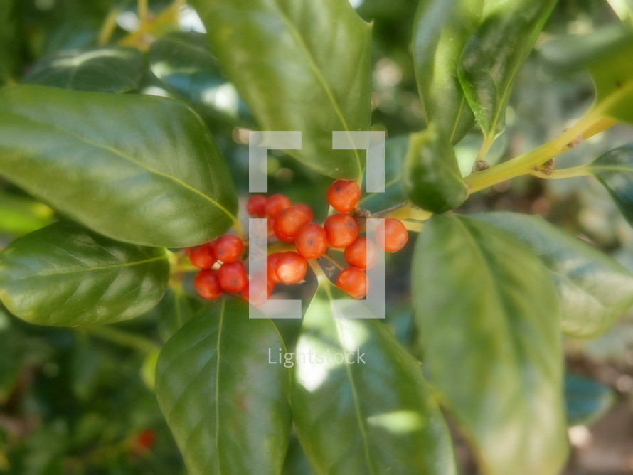 soft focus blur effect on holly berries and leaves