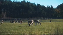 Female deer grazing in a meadow, feeding animal wildlife footage, beautiful woodland setting, national park