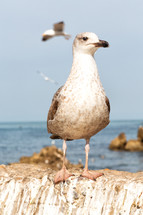 seagulls 