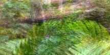 ferns multi exposure abstract rainforest scene