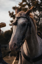 Western horse, white stallion wearing a bridle