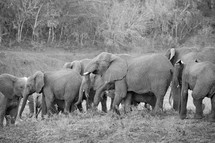 elephants at a wildlife reserve 