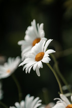 White and yellow daisy wild flower